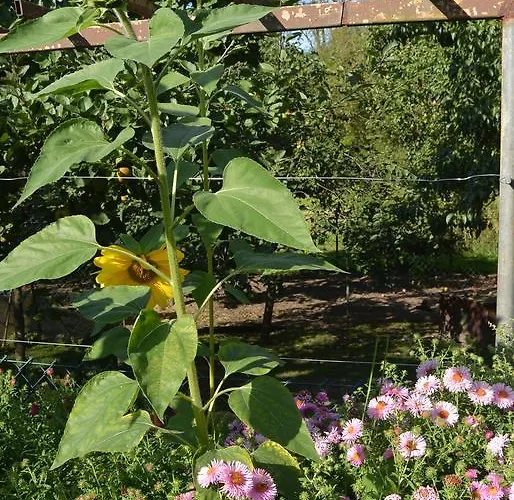 Апартаменты Landruhe Дрешвиц