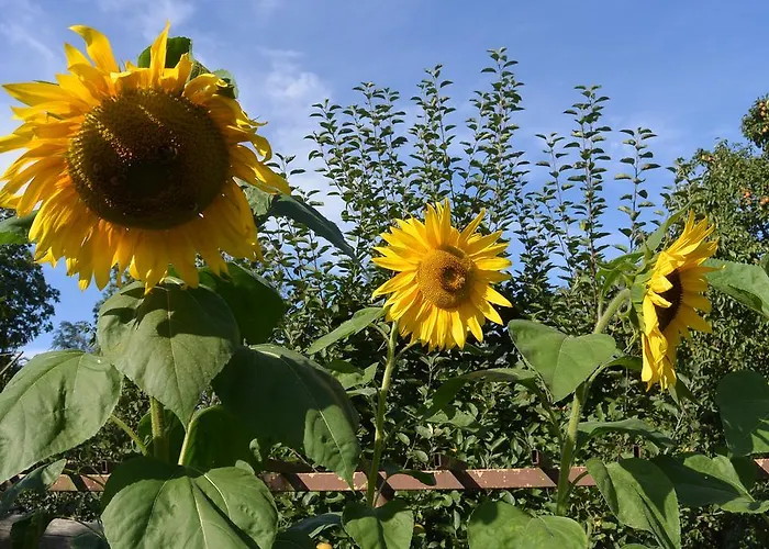 Landruhe Дрешвиц